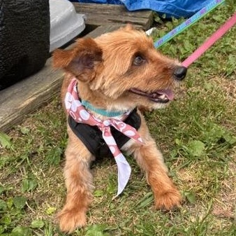 Bentley, an adopted mixed breed in Stanhope, NJ image 4/6
