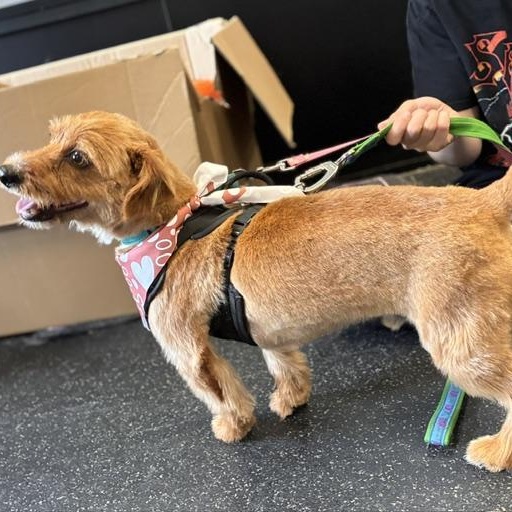 Bentley, an adopted mixed breed in Stanhope, NJ image 3/6