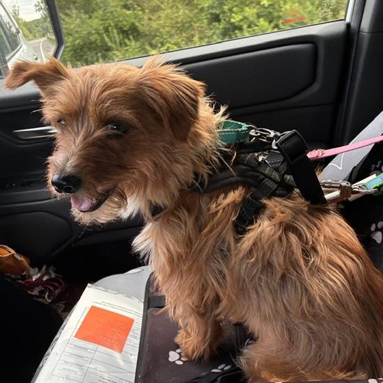Bentley, an adopted mixed breed in Stanhope, NJ image 2/6
