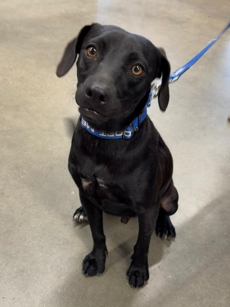 Brake Light 26, Adoptable, Young Male Terrier.
