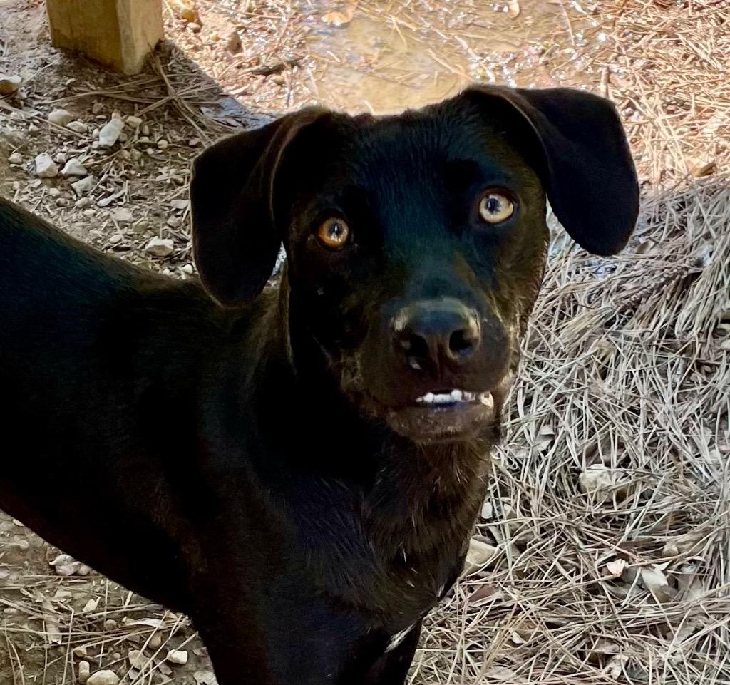 Enlarge Brake Light 26, a Adoptable mixed breed in Brookhaven, MS image 1/4