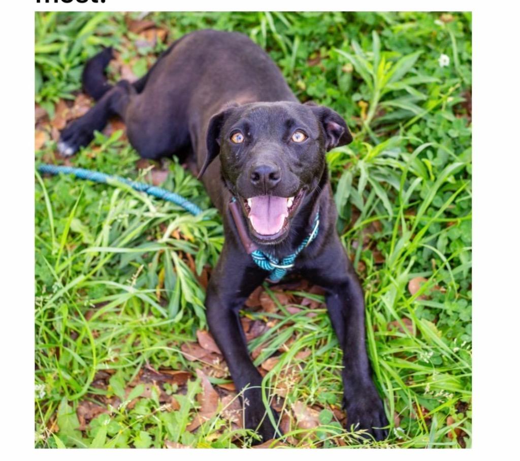 Brake Light 26, Adoptable, Young Male Terrier.