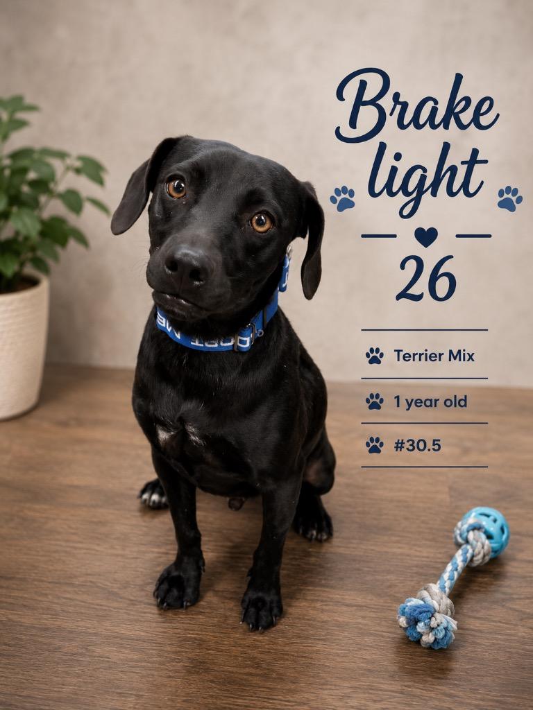 Enlarge Brake Light 26, a Adoptable mixed breed in Brookhaven, MS image 3/5