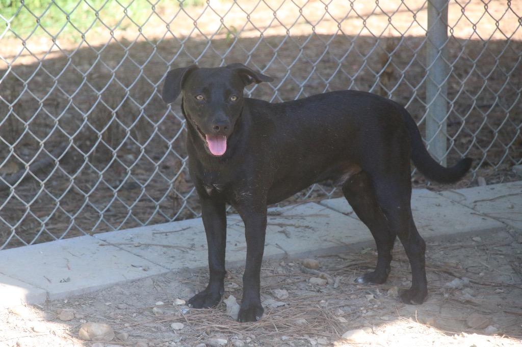 Brake Light 26, a Adoptable mixed breed in Brookhaven, MS image 2/3