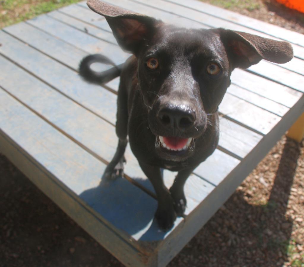 Brake Light 26, a Adoptable mixed breed in Brookhaven, MS image 3/3