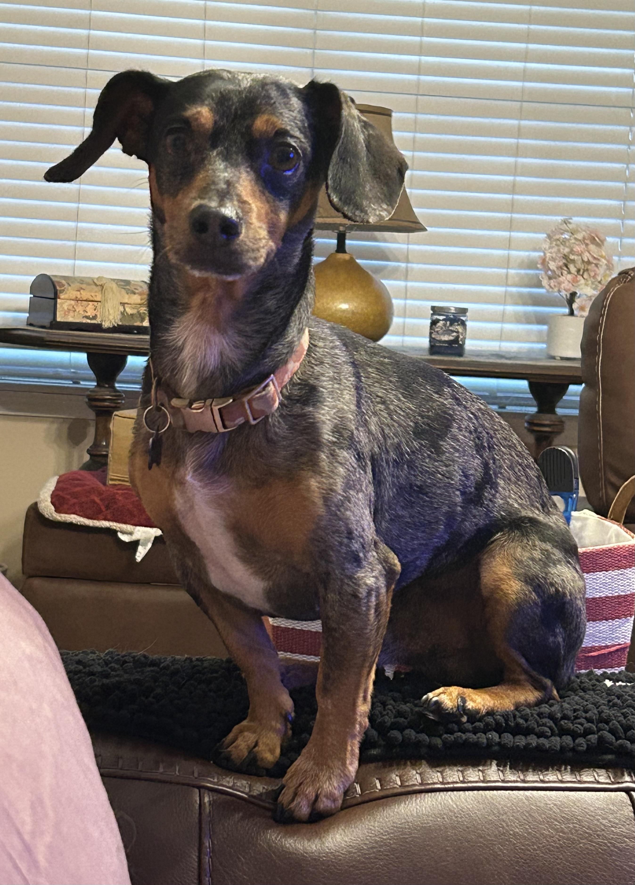 Oscar, a ADOPTABLE mixed breed in Chalmette, LA image 2/5