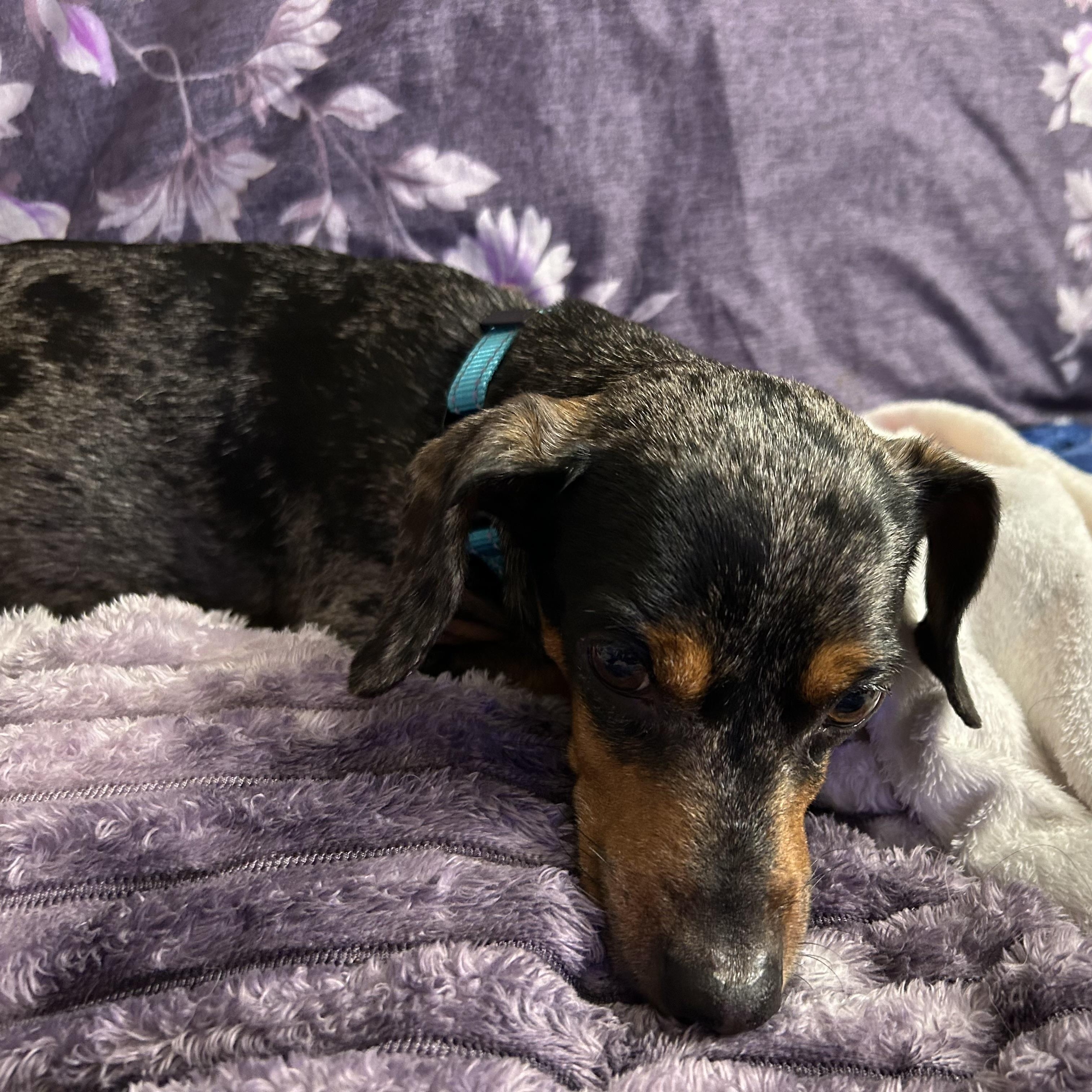 Oscar, a ADOPTABLE mixed breed in Chalmette, LA image 4/5