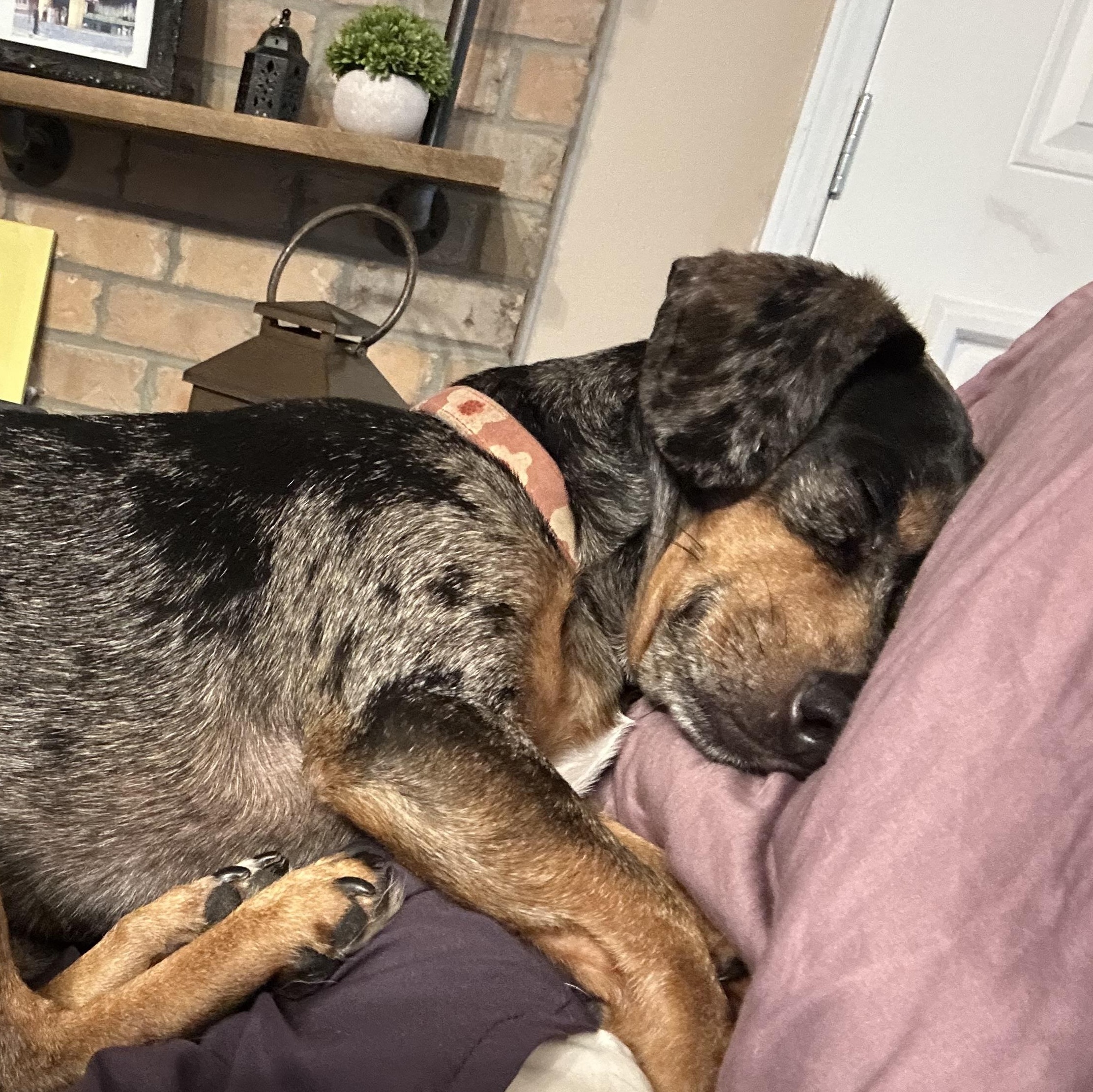 Oscar, ADOPTABLE, Adult Female Dachshund & Mixed Breed.