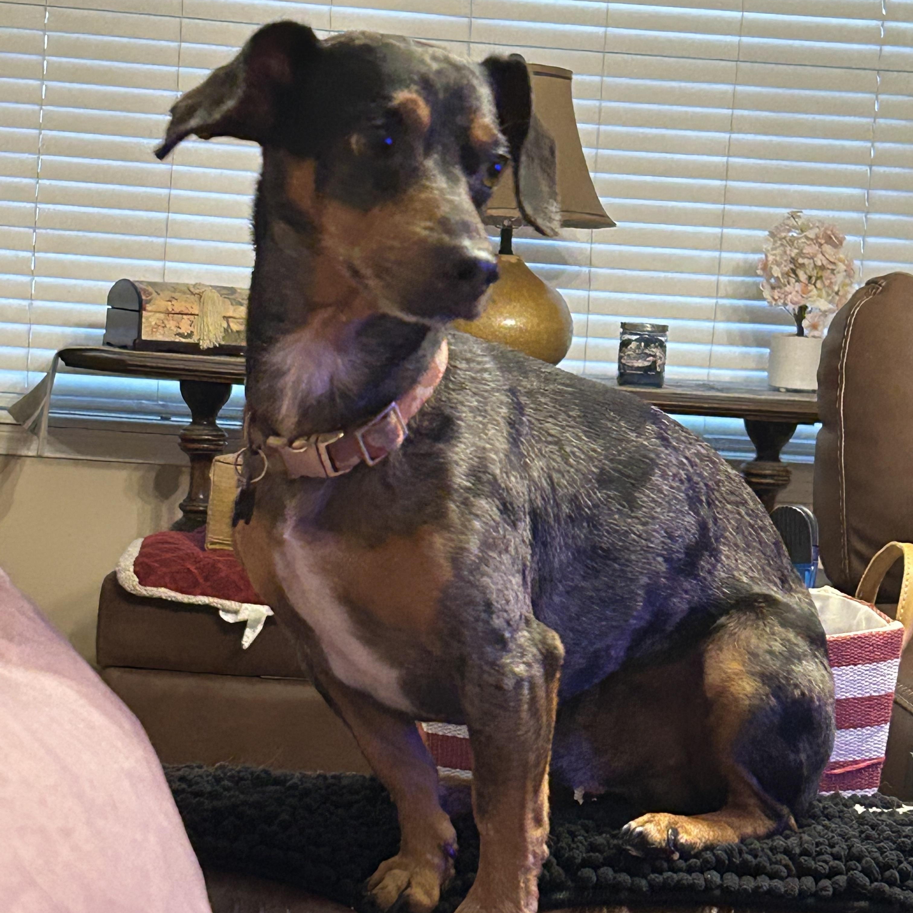 Oscar, a ADOPTABLE mixed breed in Chalmette, LA image 5/5