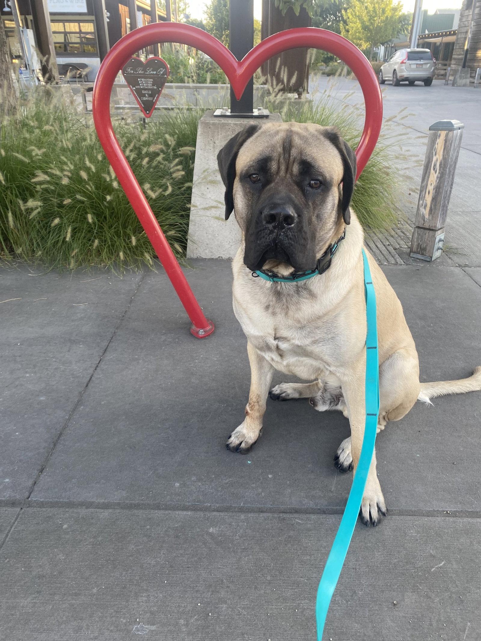Rumble, Adoptable, Young Male Mastiff.