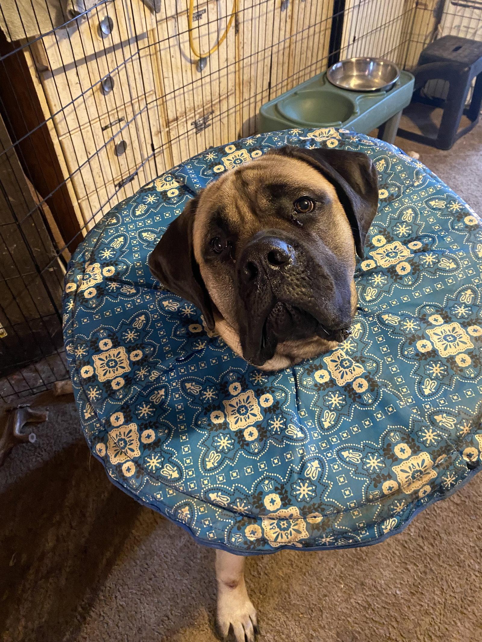 Enlarge Rumble, a Adoptable Mastiff in McMinnville, OR image 2/3
