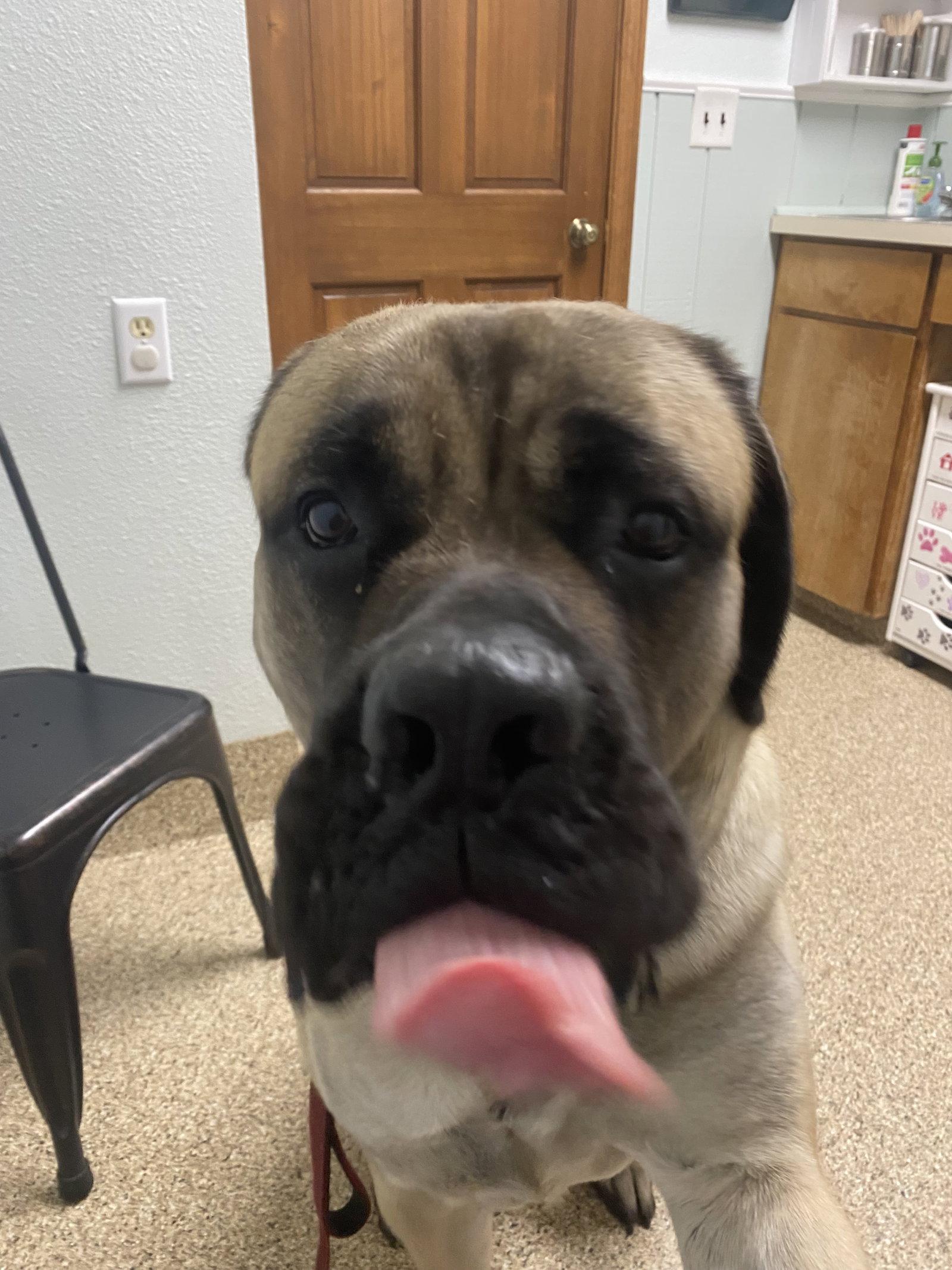 Enlarge Rumble, a Adoptable Mastiff in McMinnville, OR image 3/3