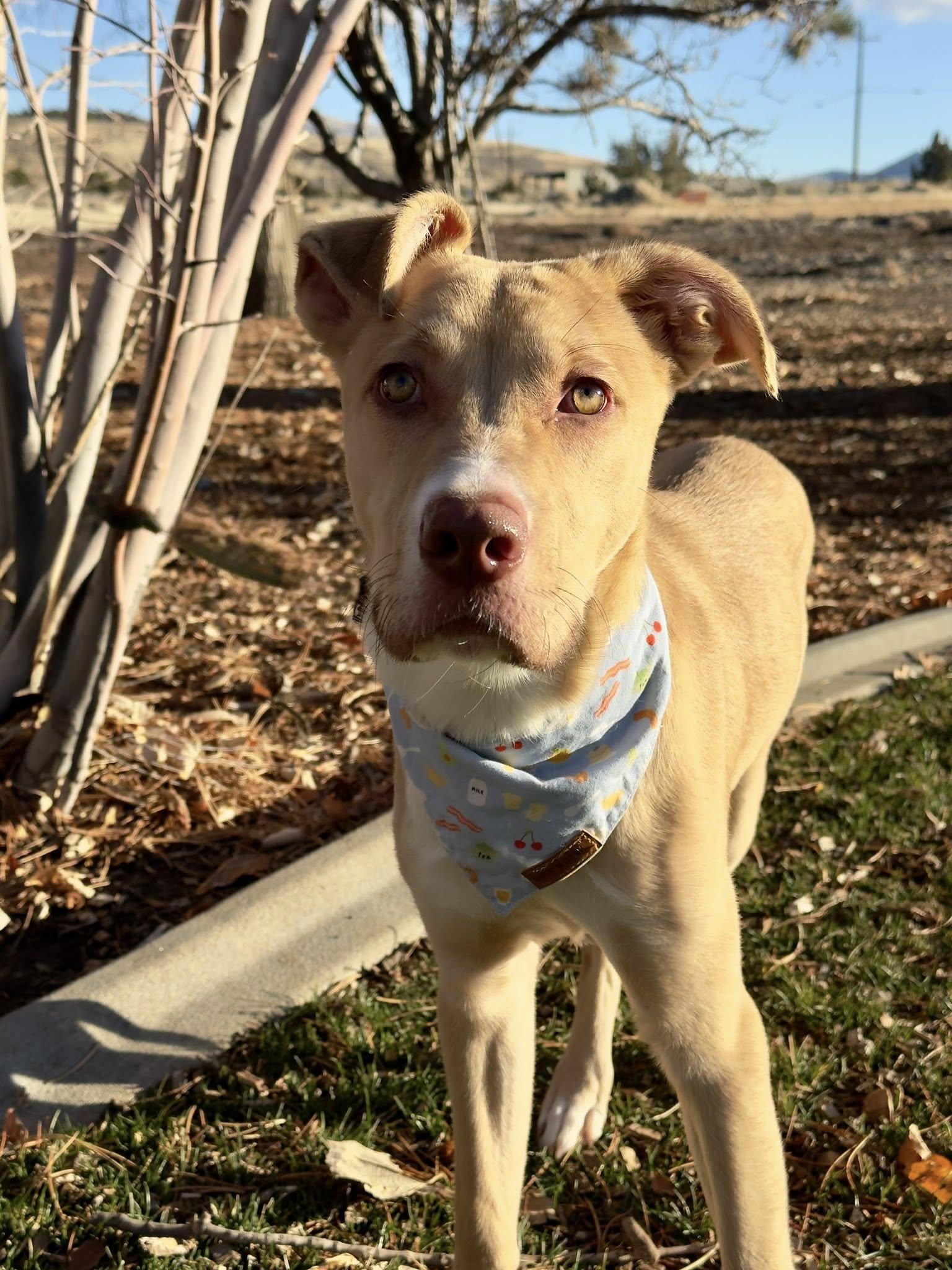 Enlarge Lark- URGENT, a Adoptable mixed breed in Gardnerville, NV image 1/2