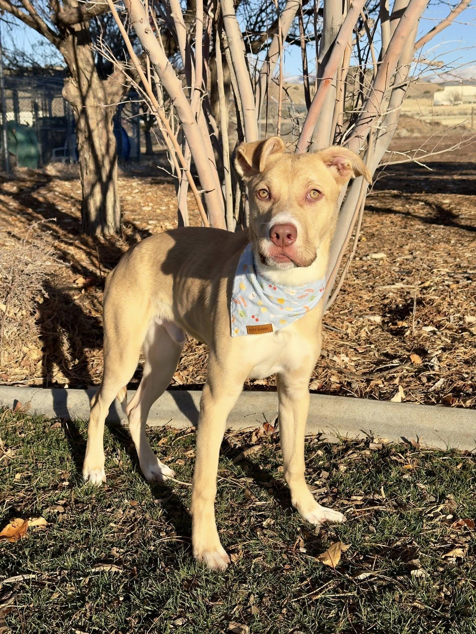 Enlarge Lark- URGENT, a Adoptable mixed breed in Gardnerville, NV image 2/2