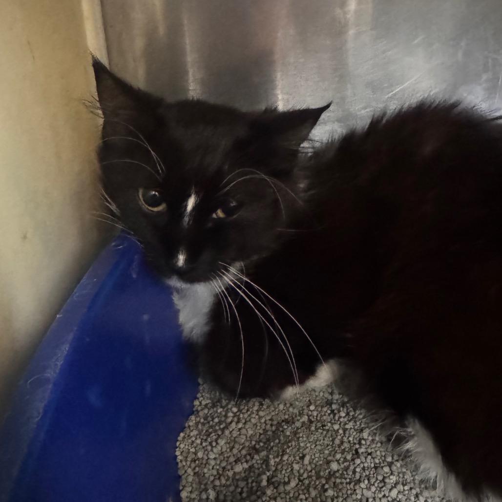 Daisy, Adoptable, Adult Female Domestic Long Hair.