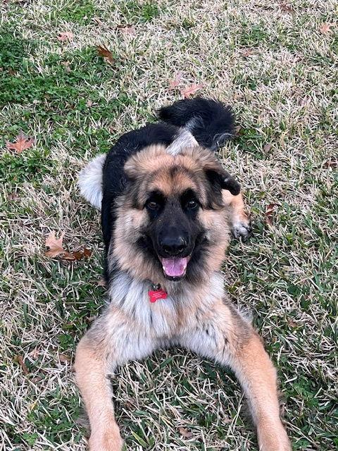 Dakota Fanning, Adoptable, Young Female German Shepherd Dog.