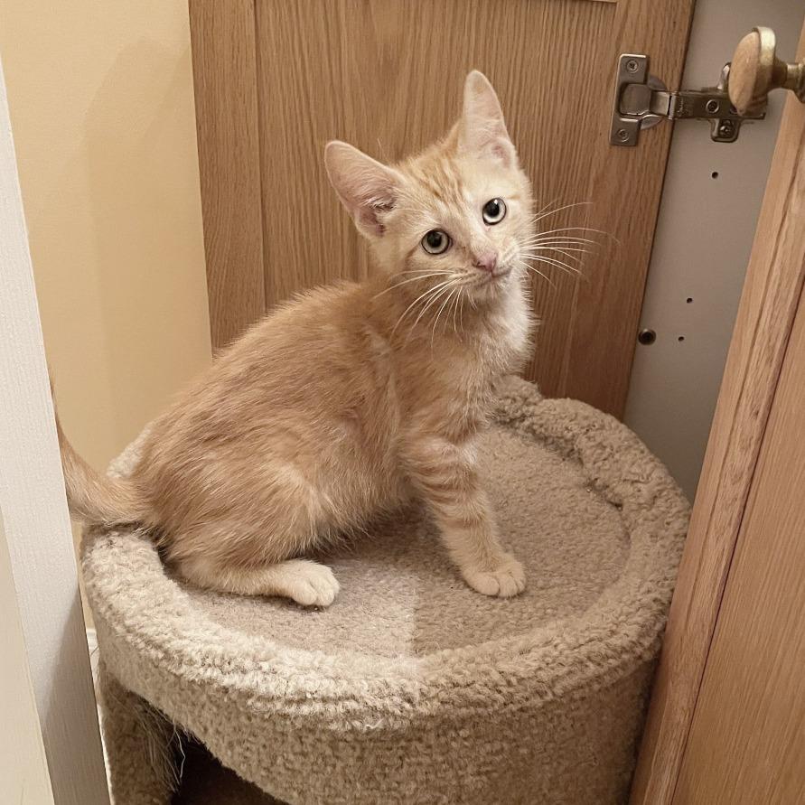 Macaroni, Adoptable, Young Male Domestic Short Hair.