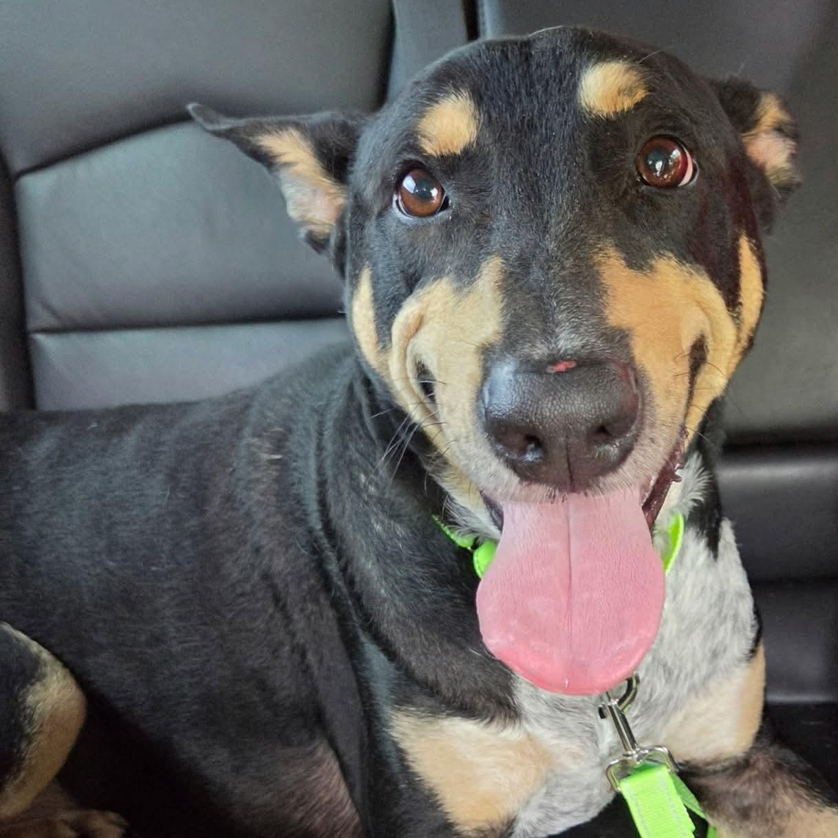 TAFF, a ADOPTABLE mixed breed in Kennebunk , ME image 5/6