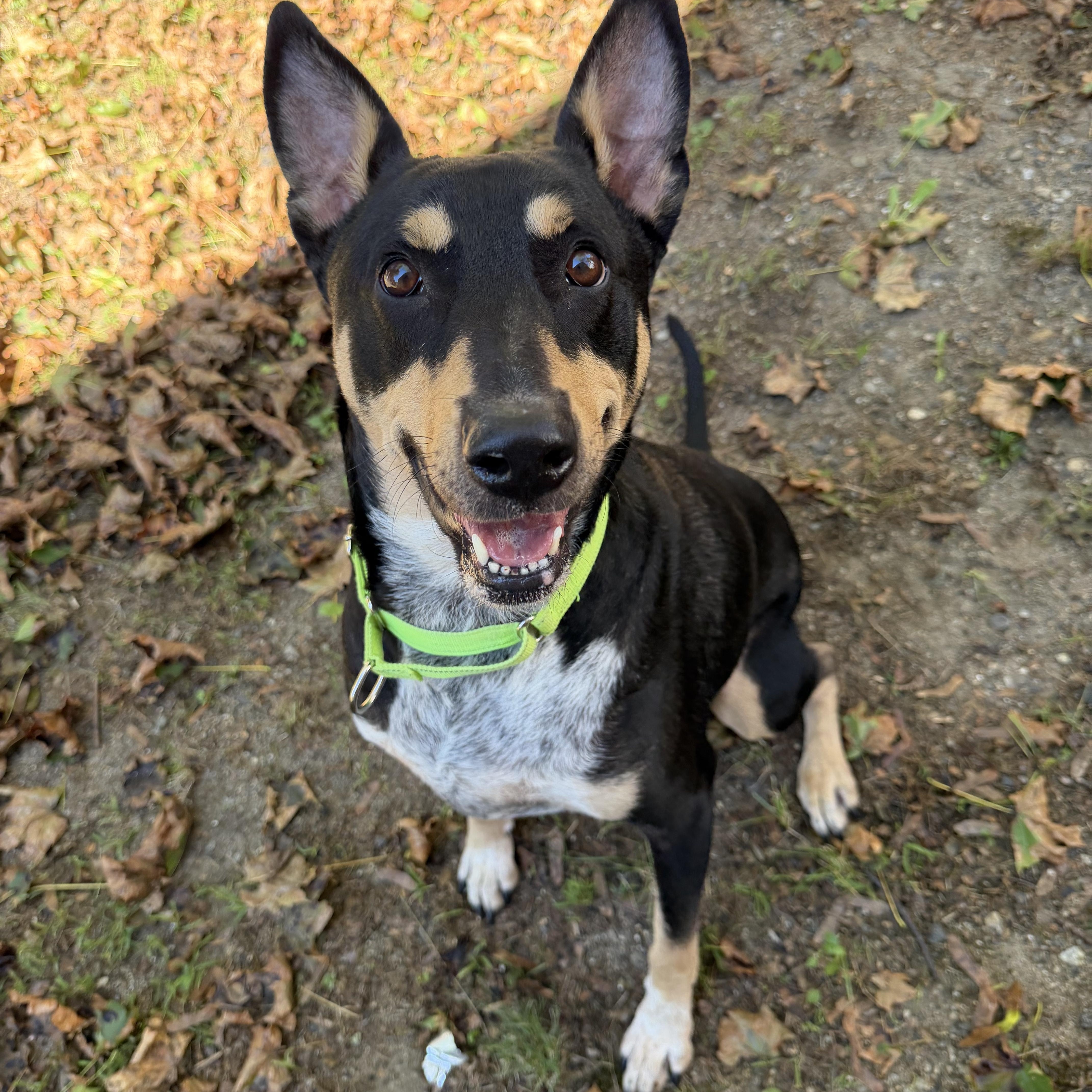Enlarge TAFF, a ADOPTABLE mixed breed in Kennebunk , ME image 1/6