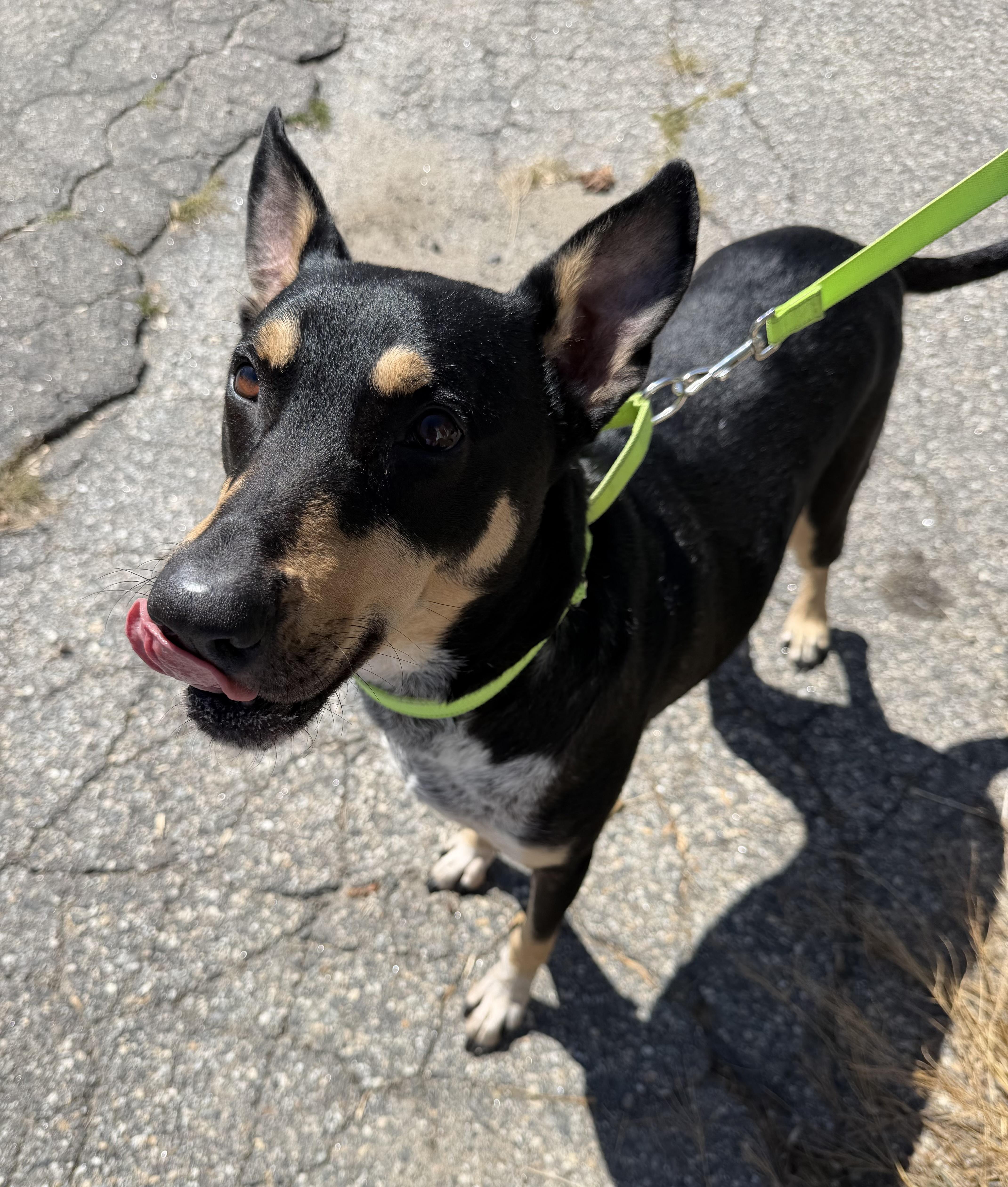 Enlarge TAFF, a ADOPTABLE mixed breed in Kennebunk , ME image 6/6