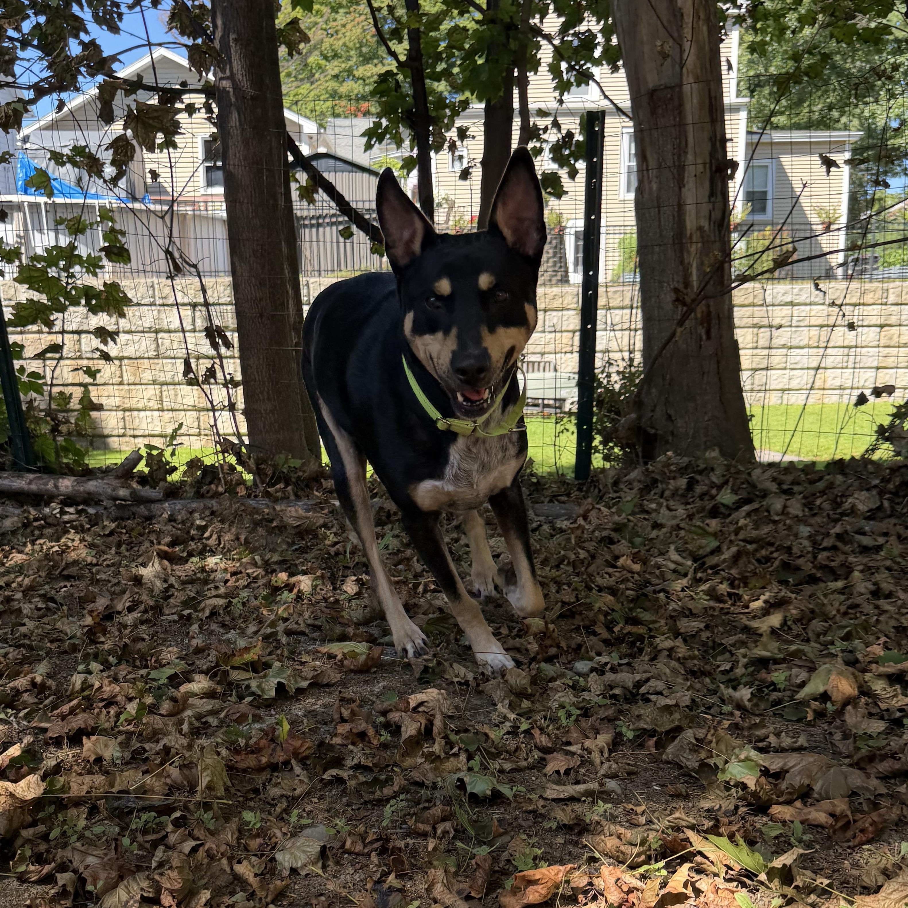 Enlarge TAFF, a ADOPTABLE mixed breed in Kennebunk , ME image 5/6