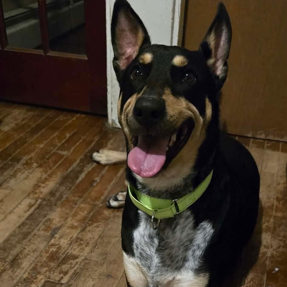 TAFF, a ADOPTABLE mixed breed in Kennebunk , ME image 2/6