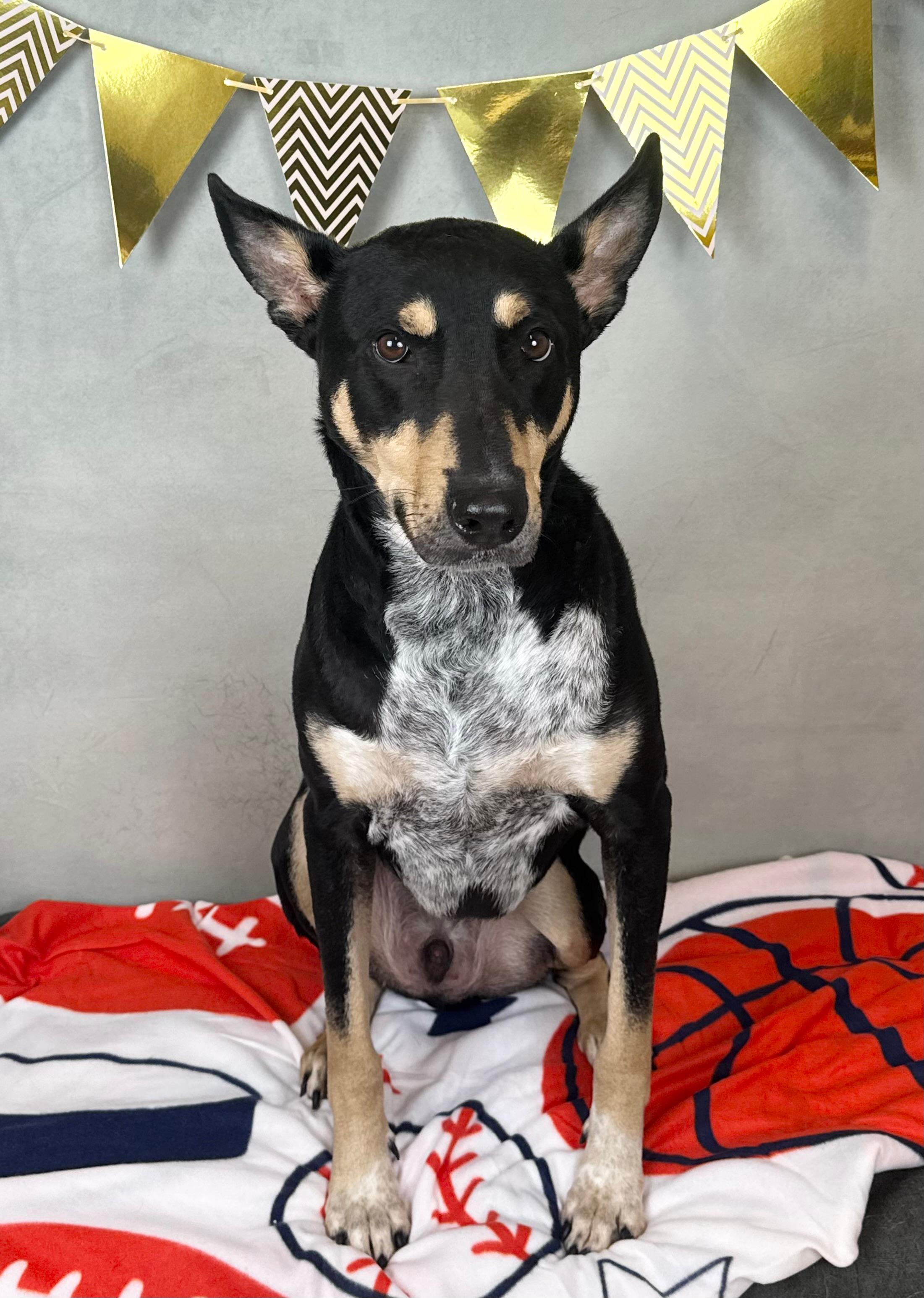 TAFF, ADOPTABLE, Adult Male Shepherd.