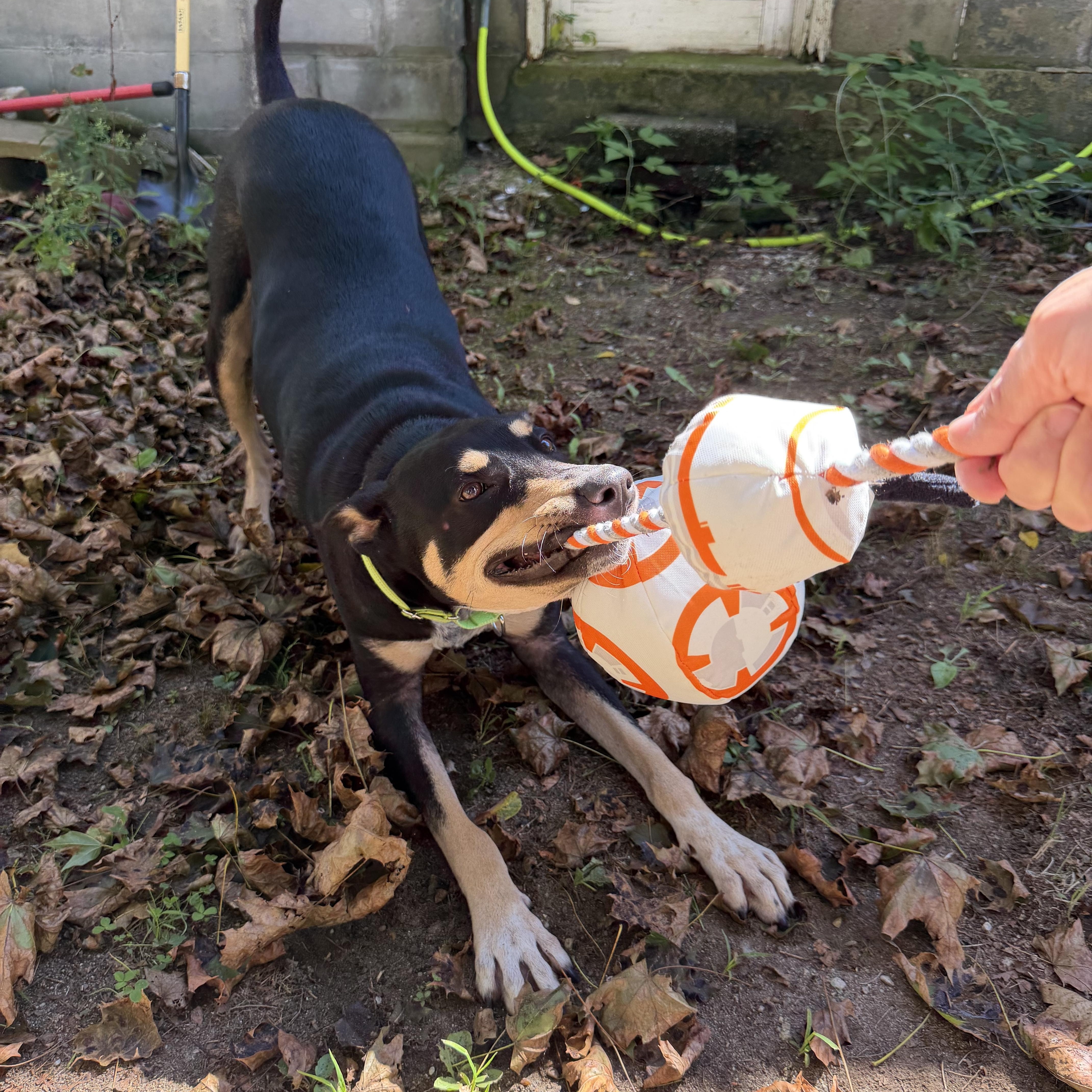 Enlarge TAFF, a ADOPTABLE mixed breed in Kennebunk , ME image 4/6
