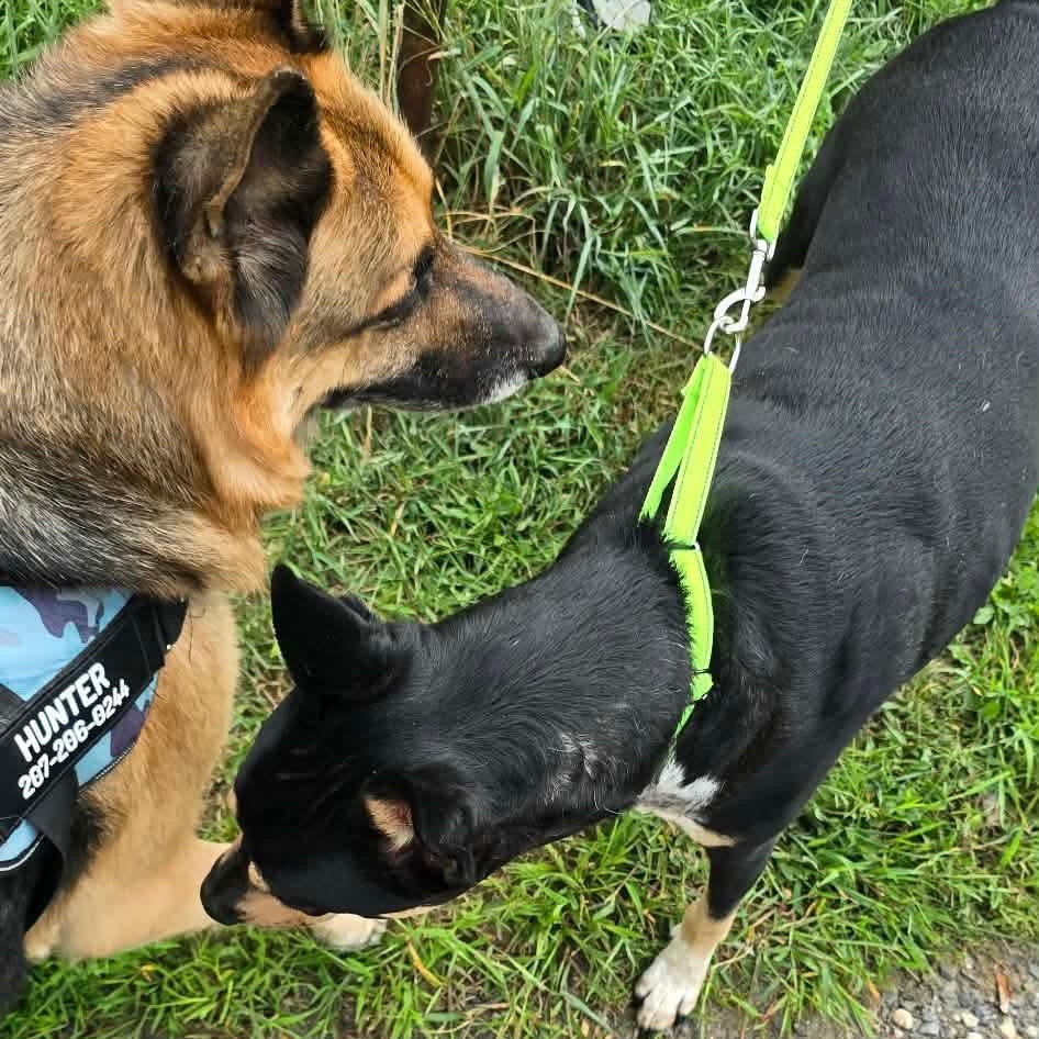 TAFF, a ADOPTABLE mixed breed in Kennebunk , ME image 6/6