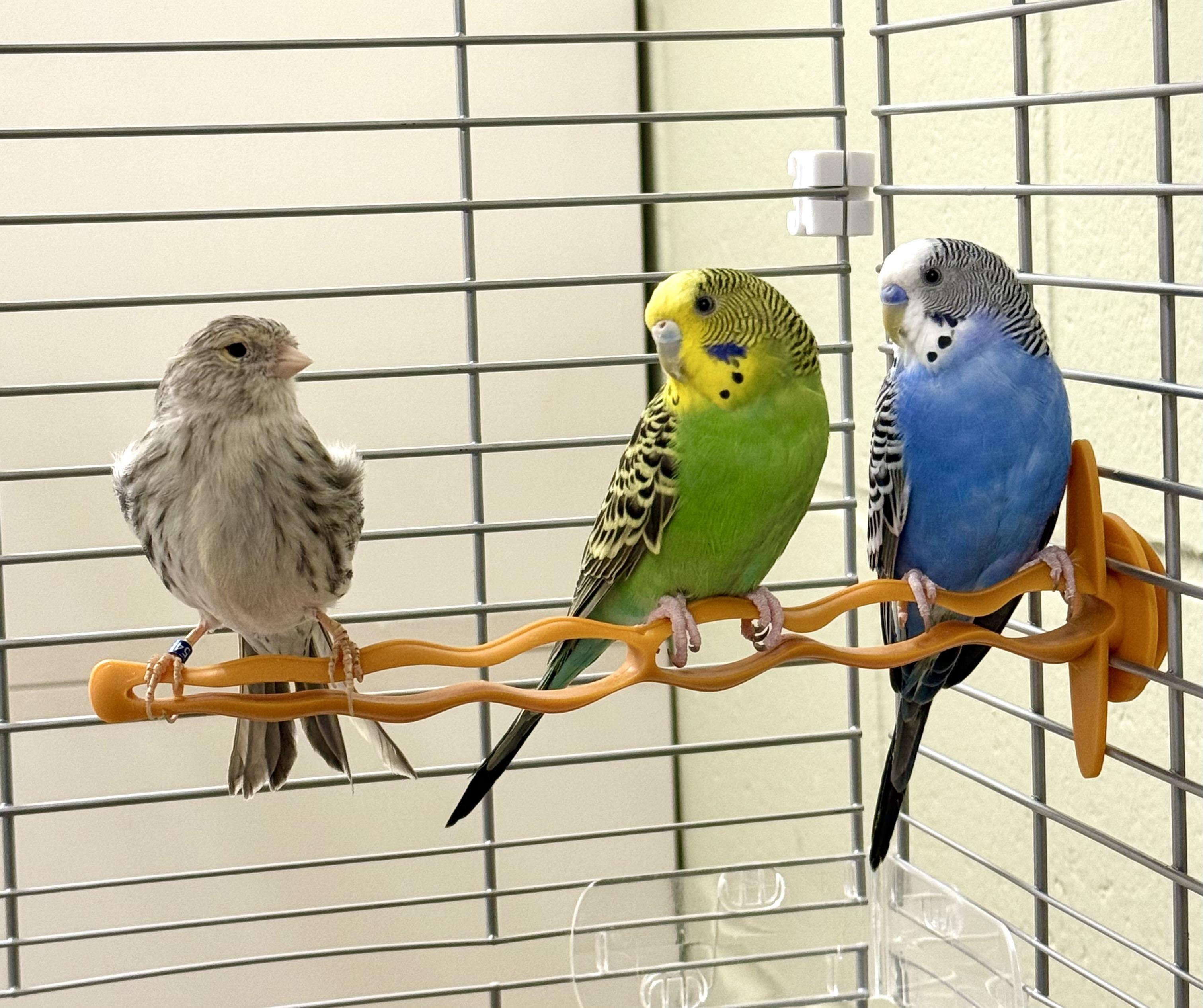 Tweetie, Sylvester, Wylie, Adult Unknown unknown