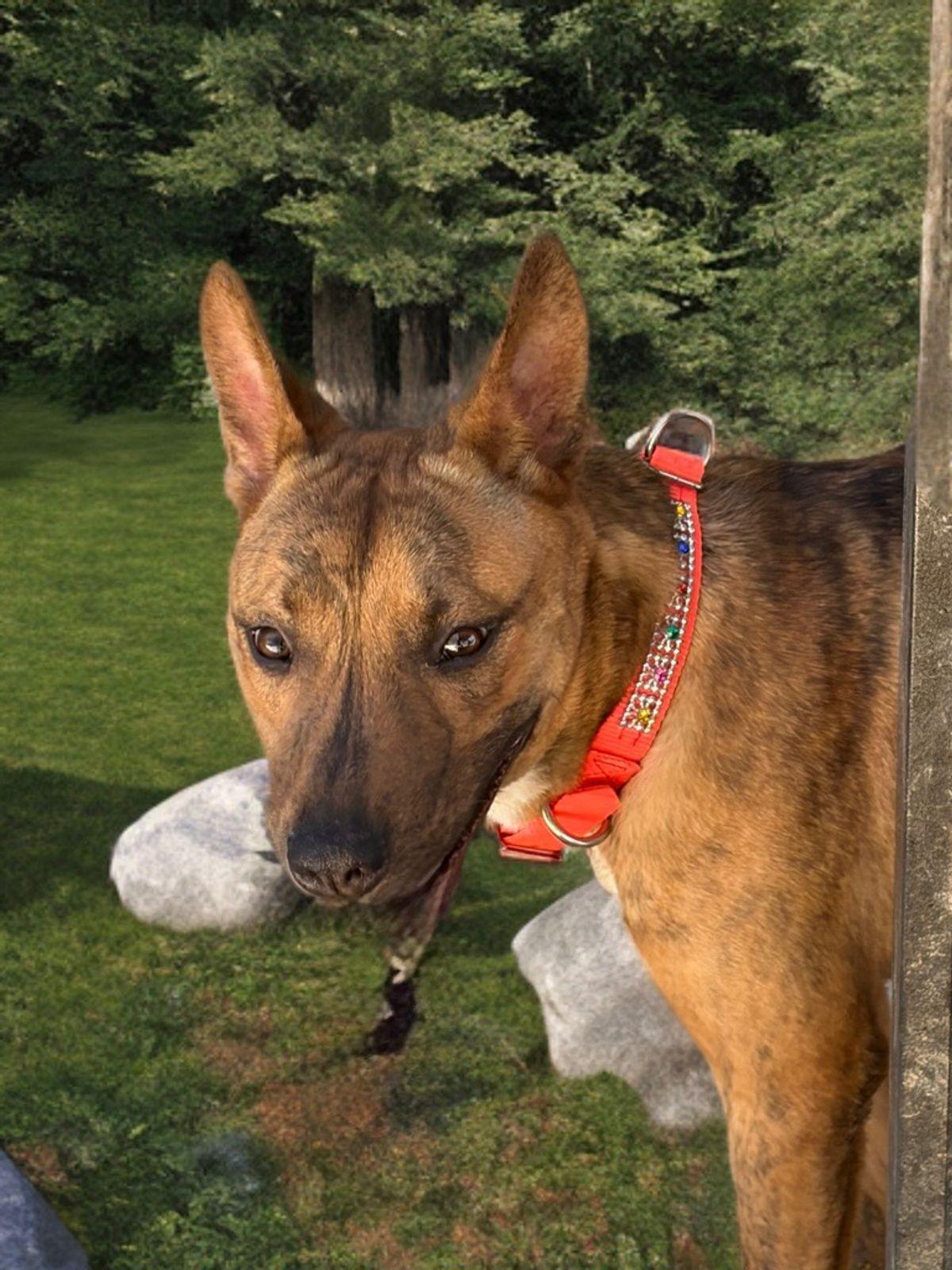 Marlin, Adoptable, Adult Male Shepherd.