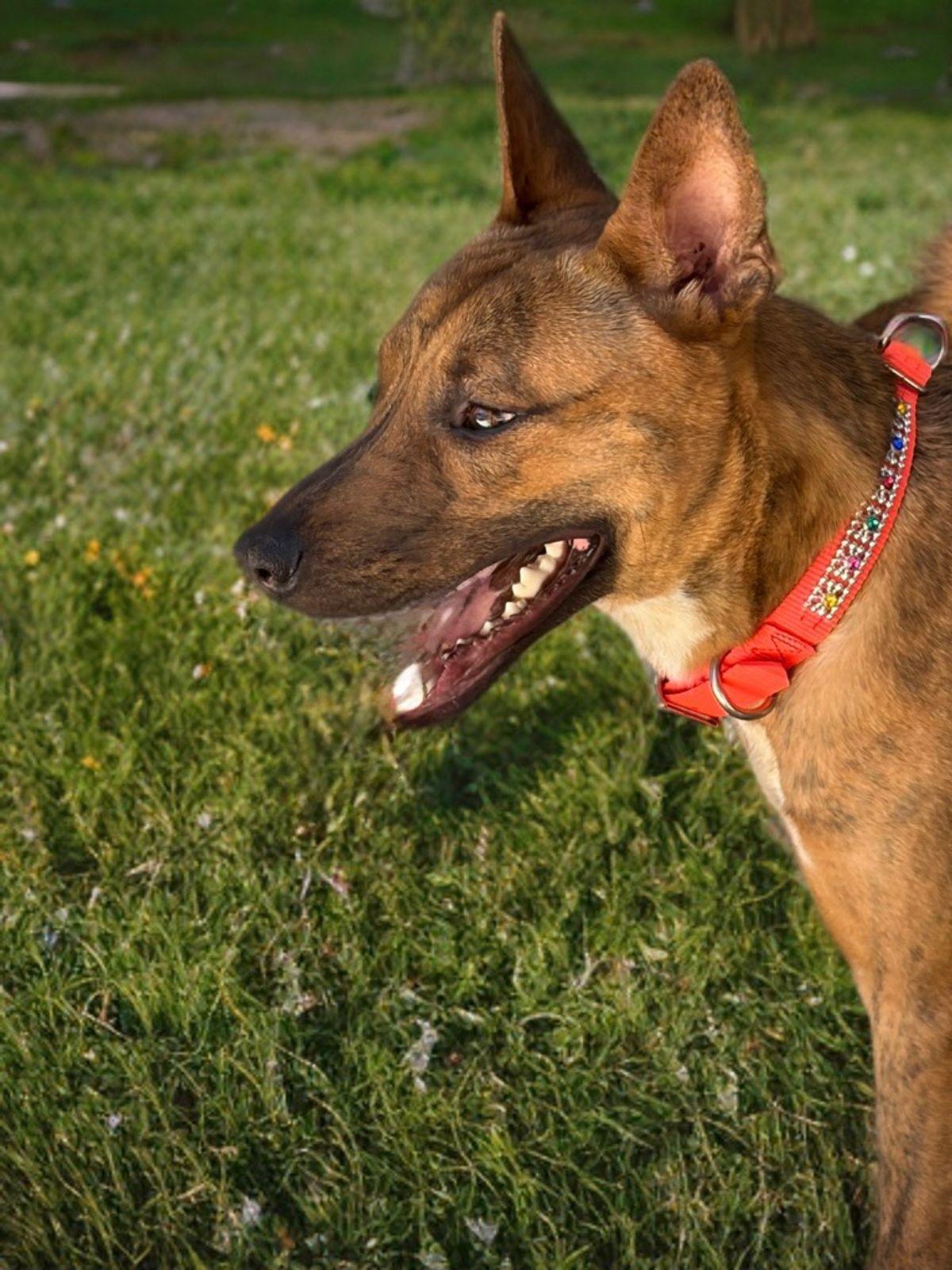 Enlarge Marlin, a Adoptable Shepherd in Kingman, AZ image 2/3