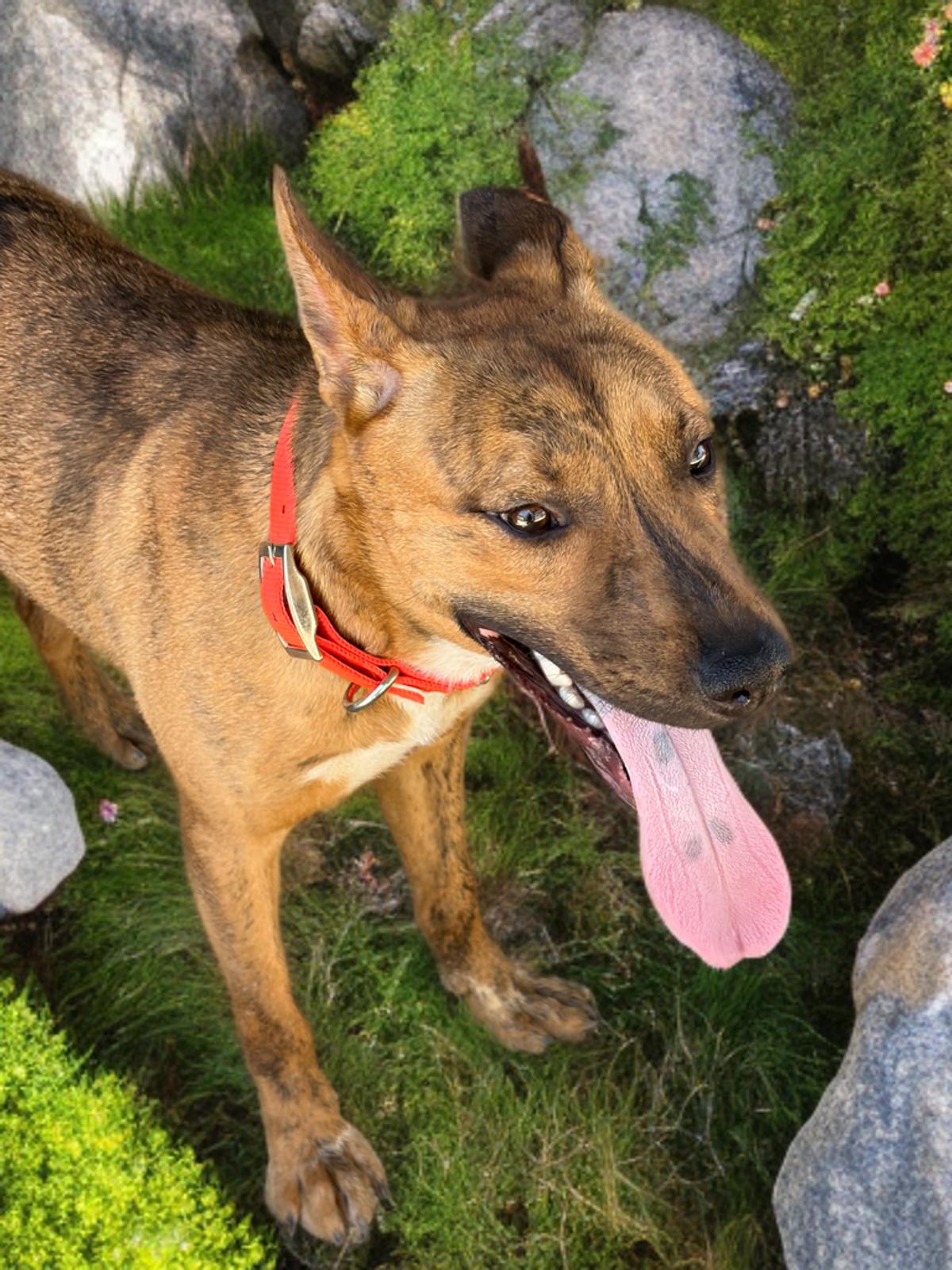Enlarge Marlin, a Adoptable Shepherd in Kingman, AZ image 3/3