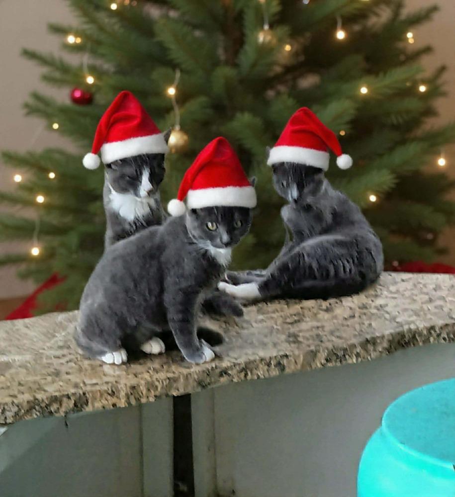 Belle, Adoptable, Kitten Female Russian Blue & Domestic Short Hair.