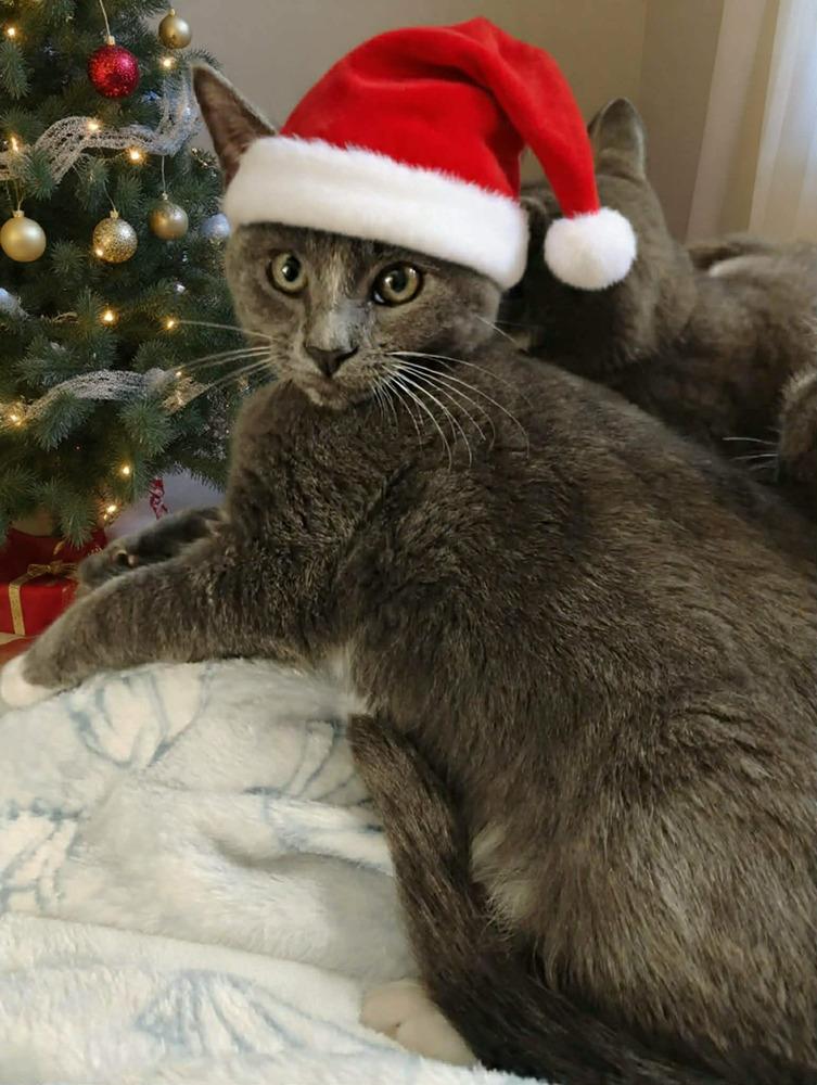 Enlarge Belle, a Adoptable mixed breed in DELTONA, FL image 2/2