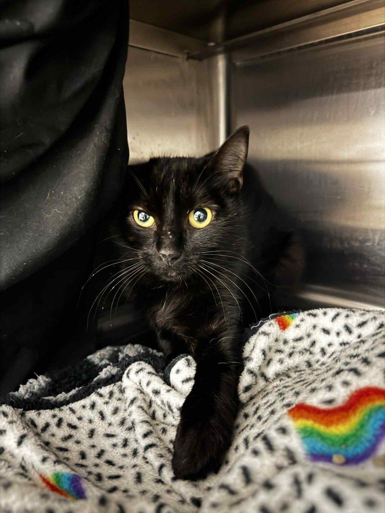 Enlarge Holly - Working Cat, a Adoptable mixed breed in Grand Forks, ND image 1/1