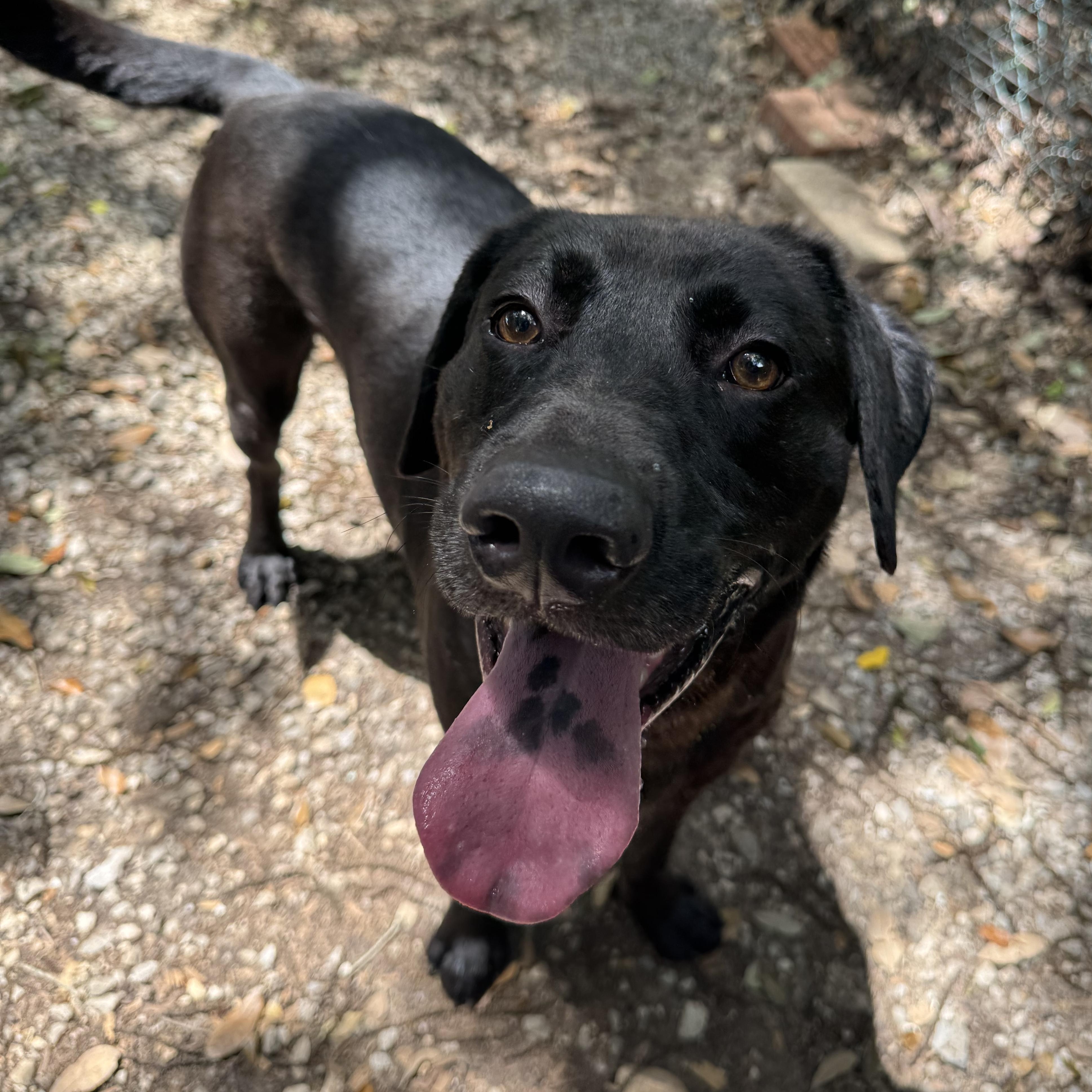 Enlarge Elvis, a Adoptable mixed breed in Mobile, AL image 5/5