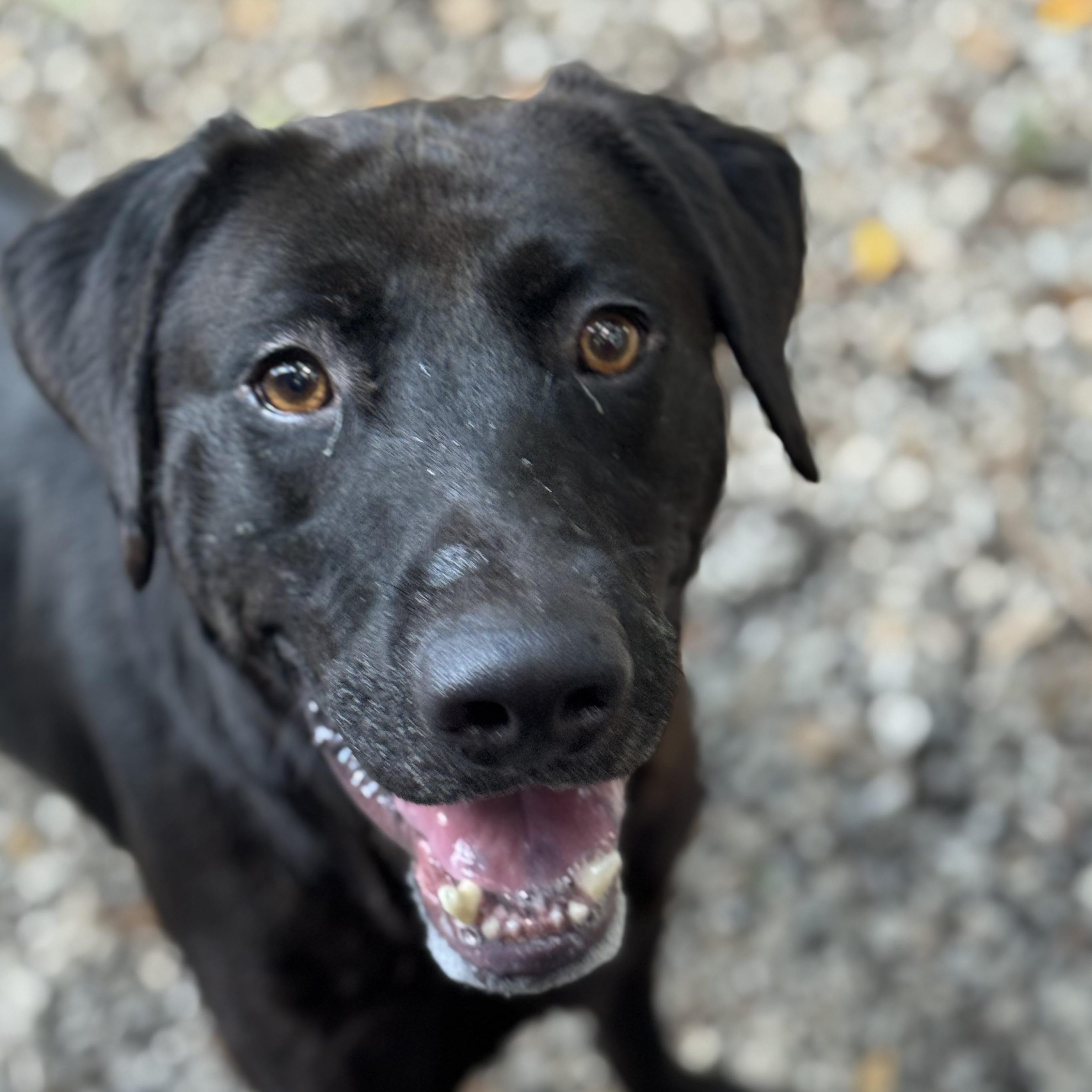 Elvis, Adoptable, Adult Male Black Labrador Retriever.