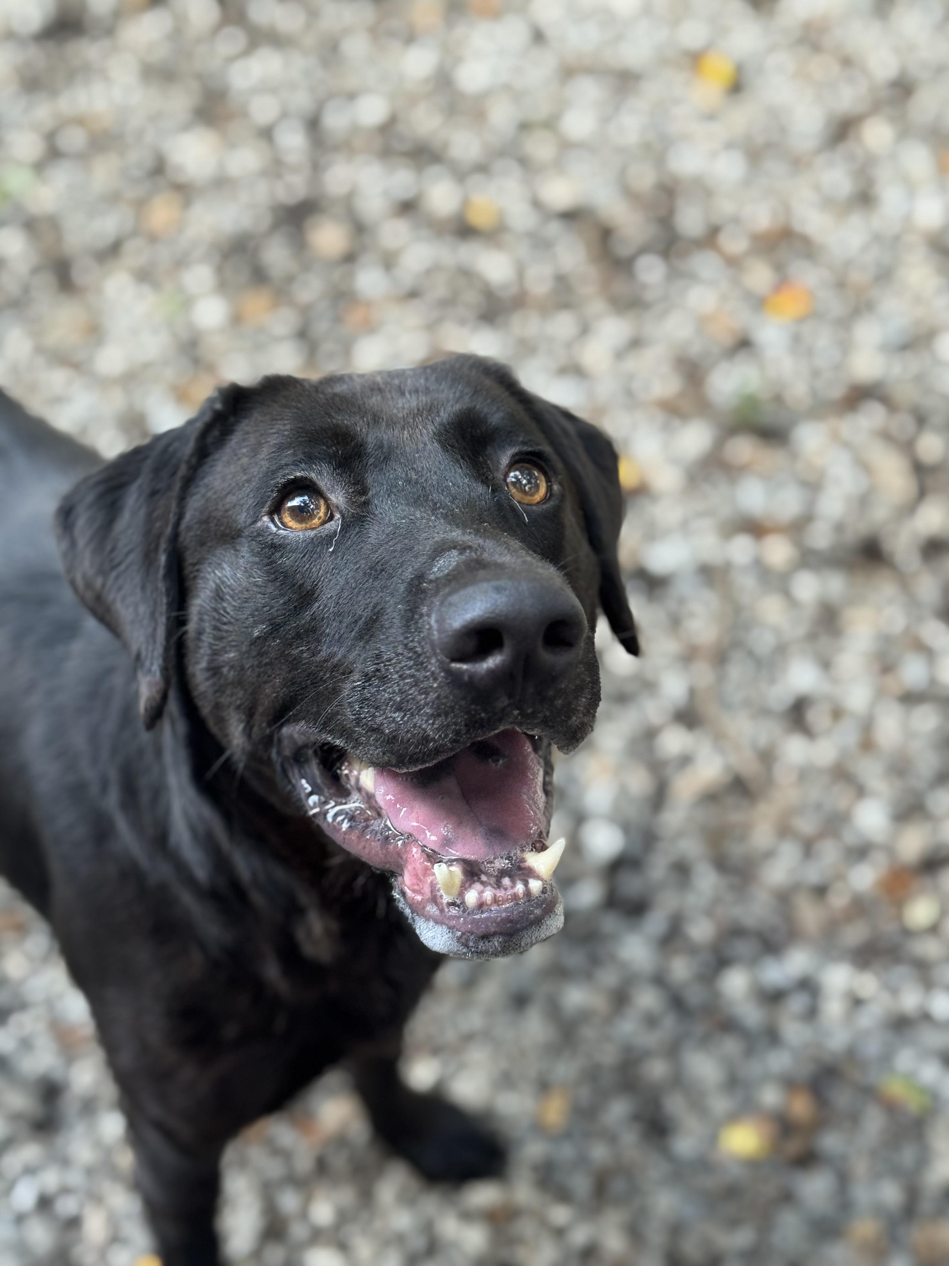 Elvis — thumbnail 2