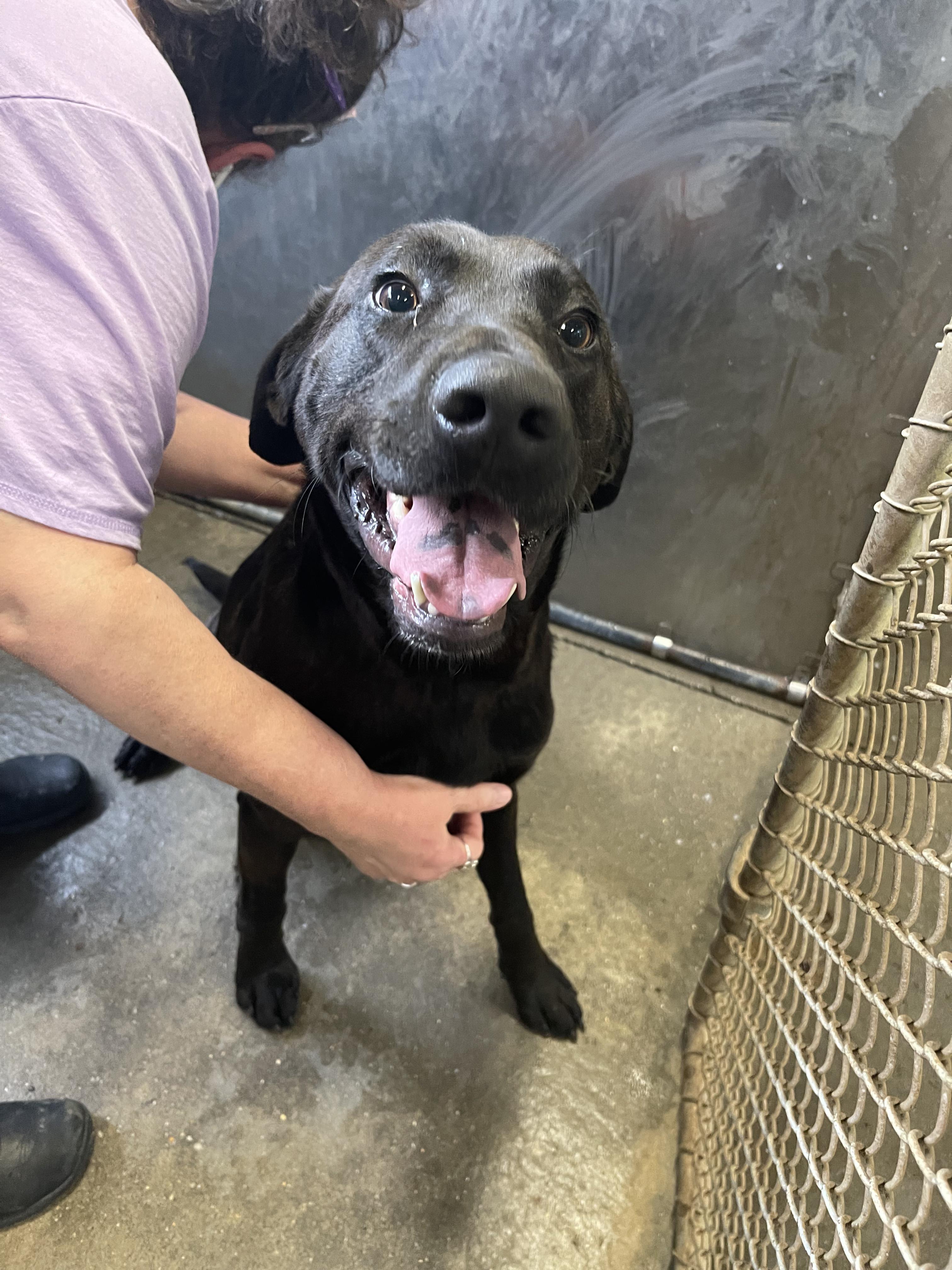 Elvis — thumbnail 3