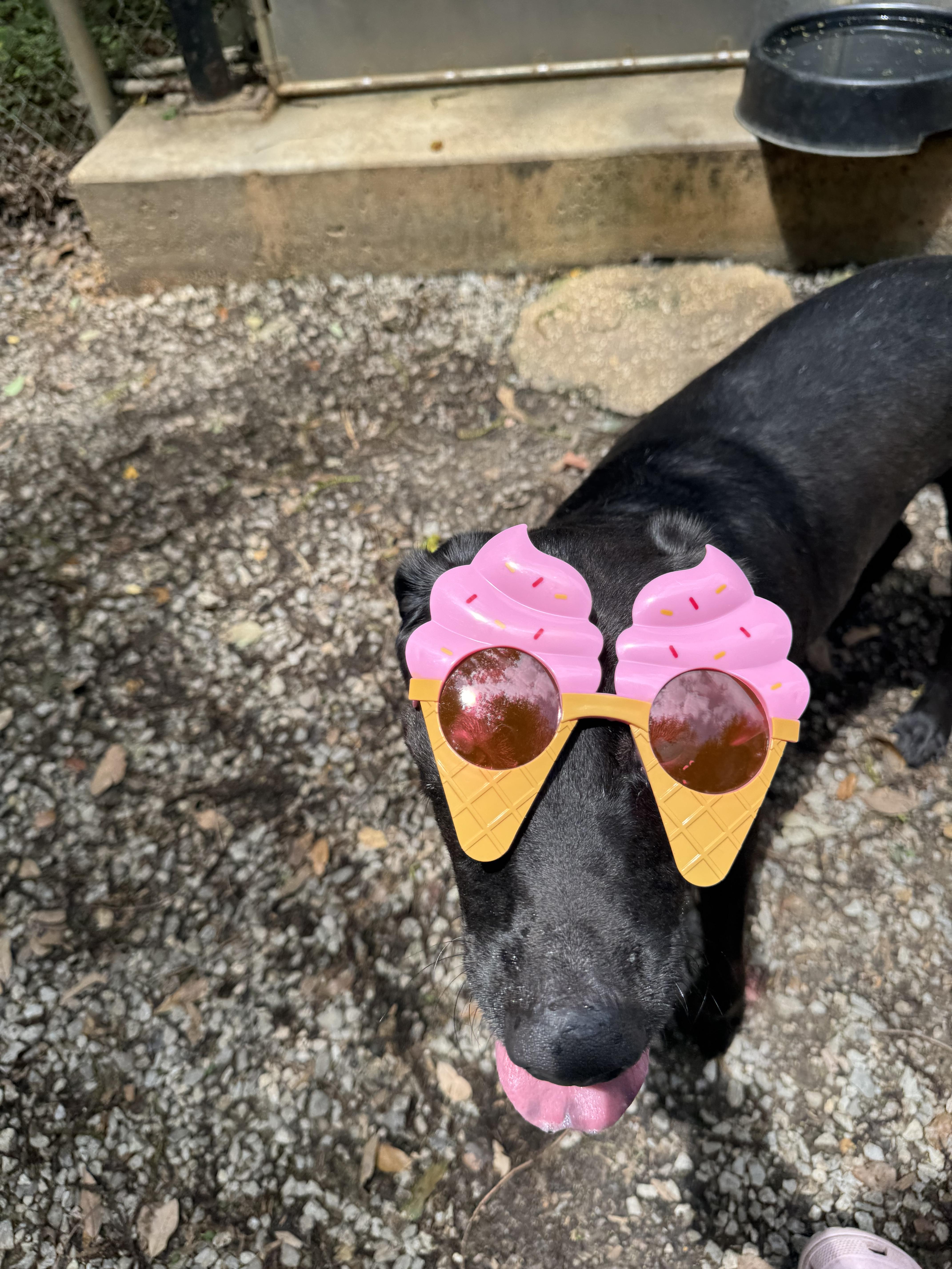 Enlarge Elvis, a Adoptable mixed breed in Mobile, AL image 2/5