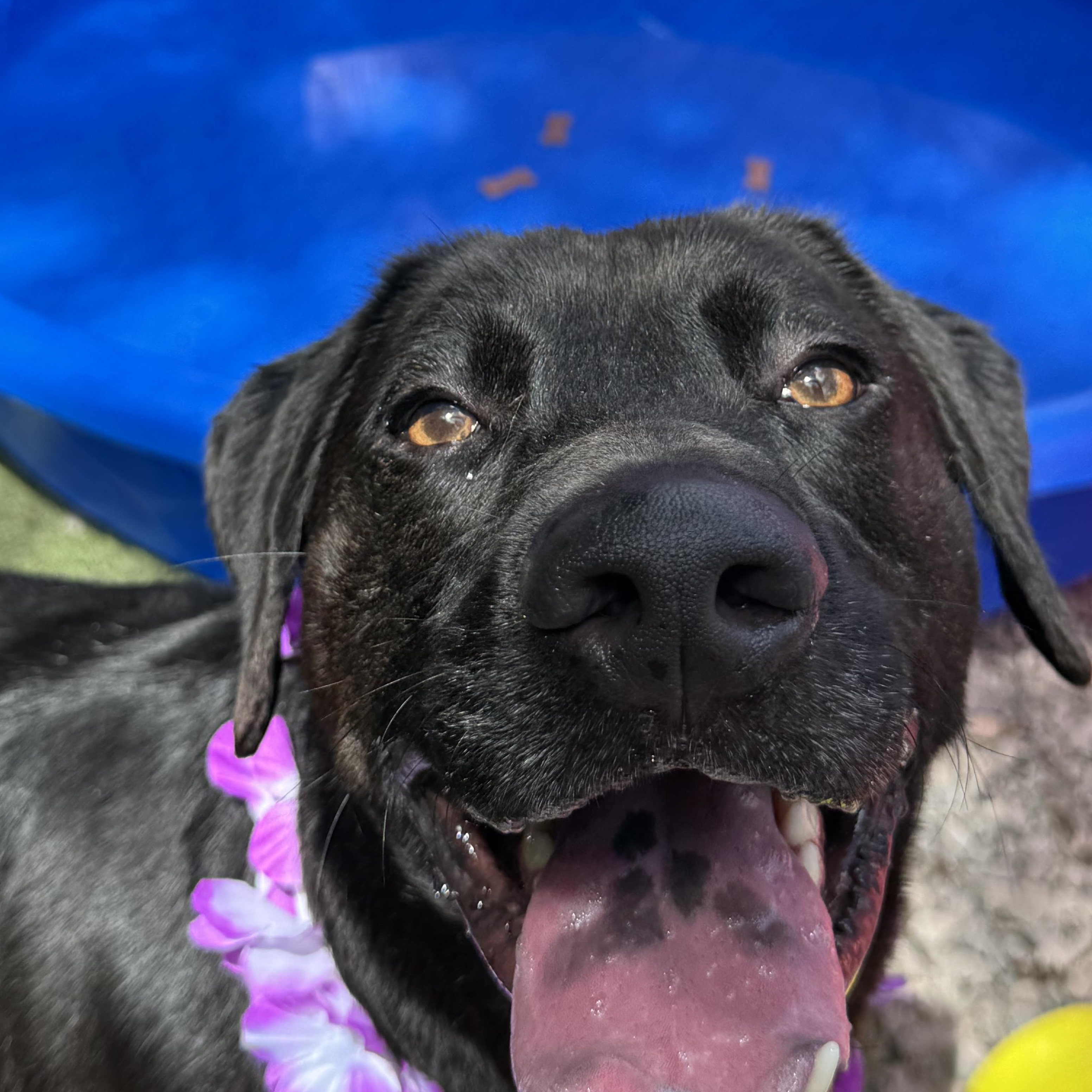 Elvis, Adoptable, Adult Male Black Labrador Retriever.