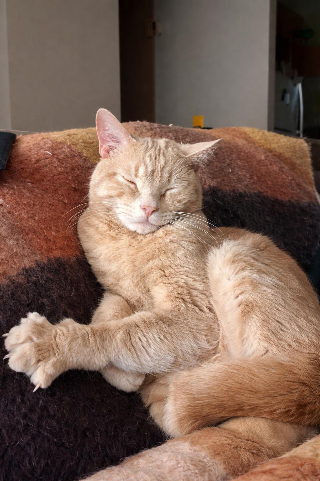 Patrick, Adoptable, Adult Male Domestic Short Hair.