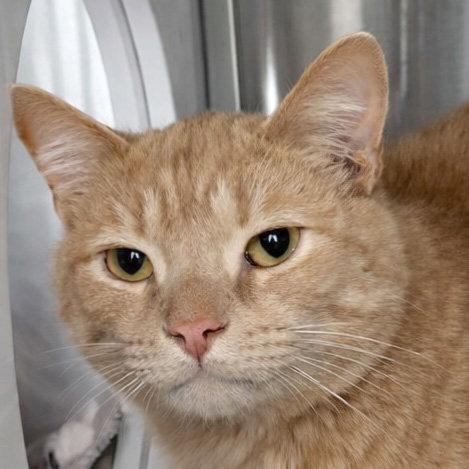 Enlarge Patrick, a Adoptable Domestic Short Hair in Laramie, WY image 2/3