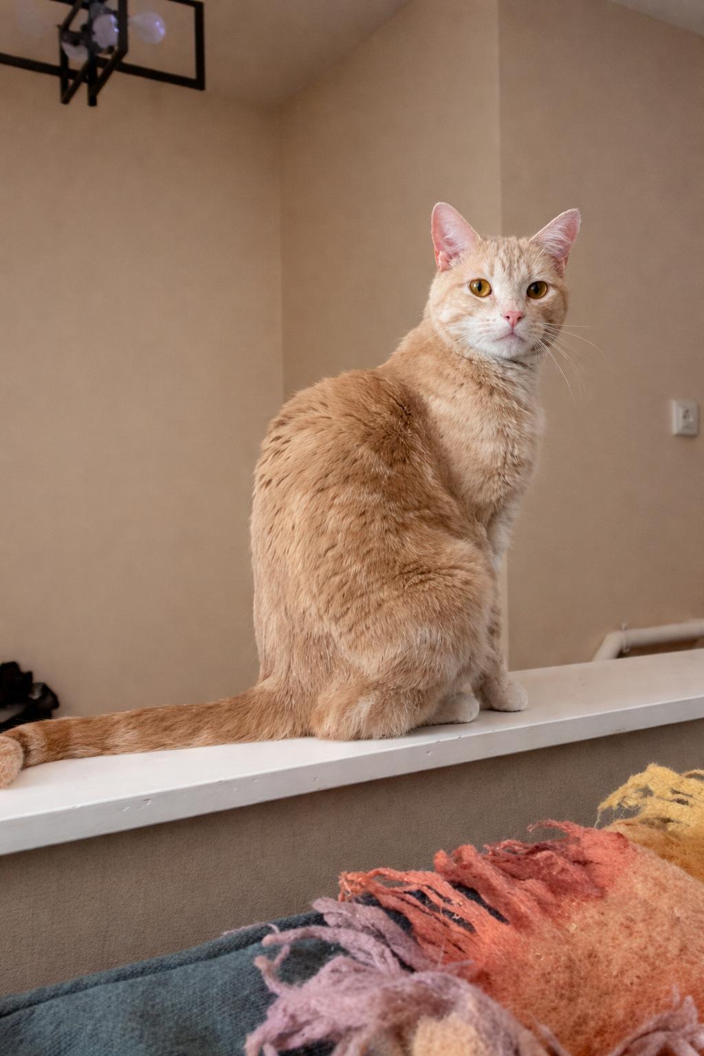 Enlarge Patrick, a Adoptable Domestic Short Hair in Laramie, WY image 3/3