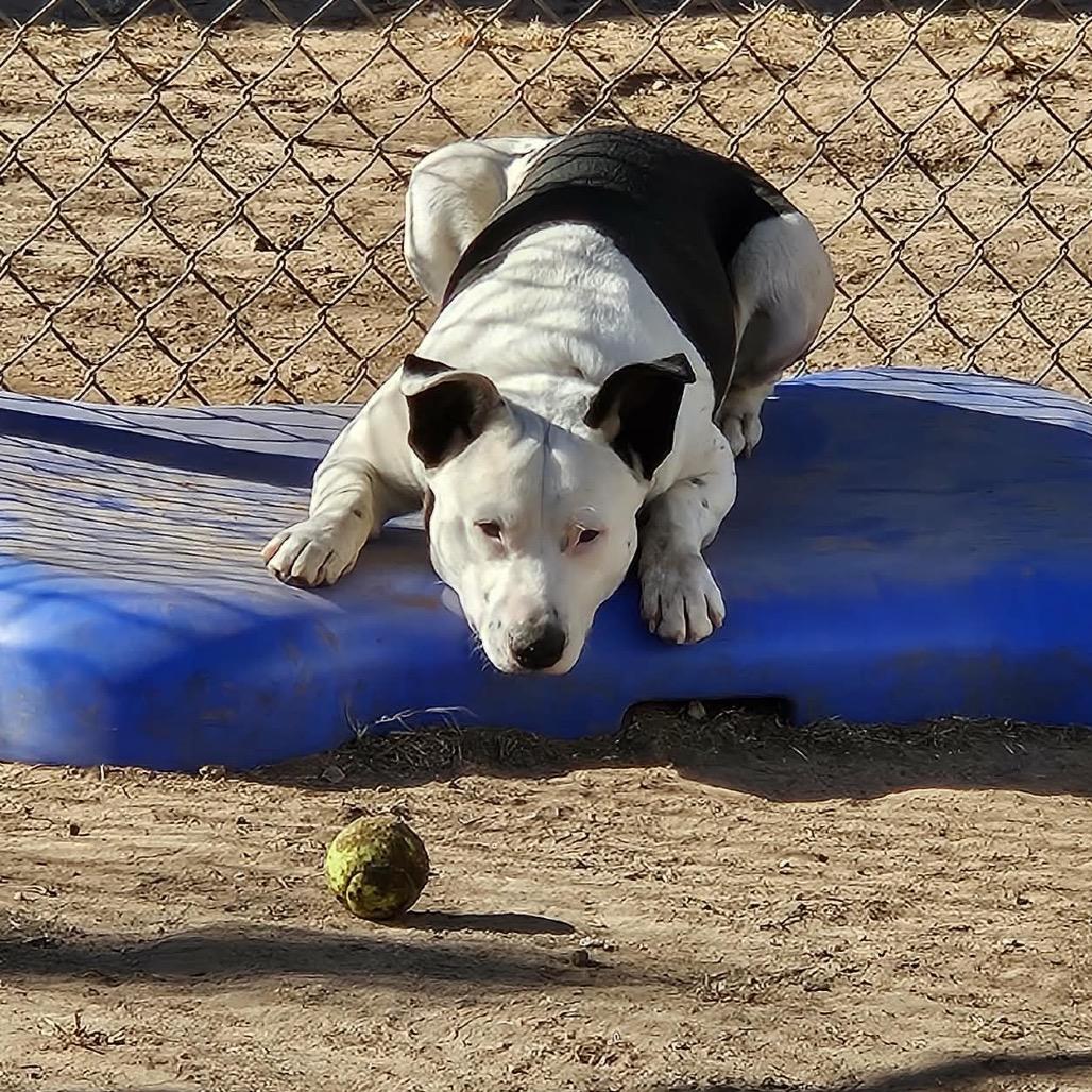 Collin, a Adoptable Cattle Dog in Sand Springs, OK image 1/6
