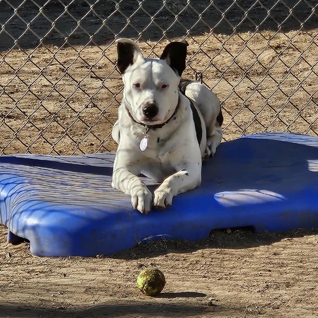Collin, a Adoptable Cattle Dog in Sand Springs, OK image 2/6