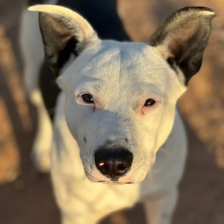 Collin, a Adoptable Cattle Dog in Sand Springs, OK image 4/6