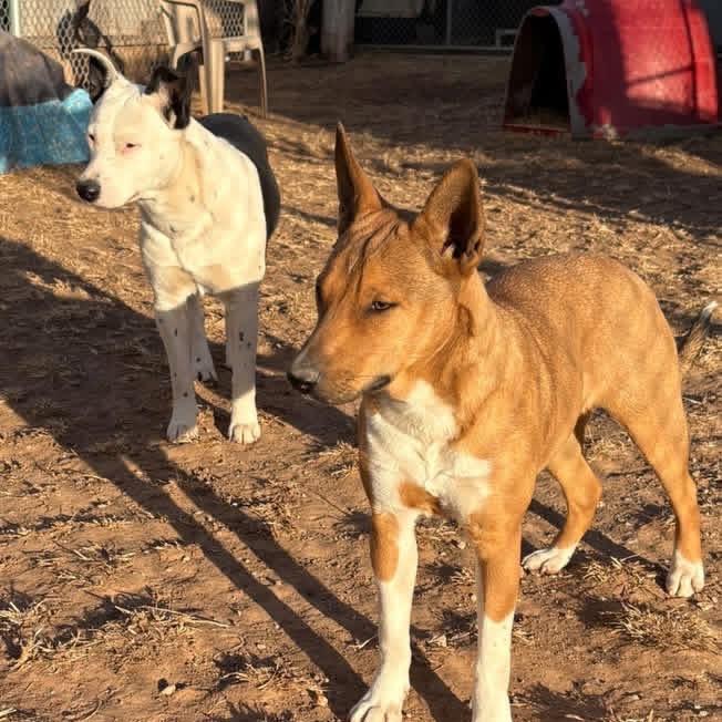 Collin, a Adoptable Cattle Dog in Sand Springs, OK image 5/6
