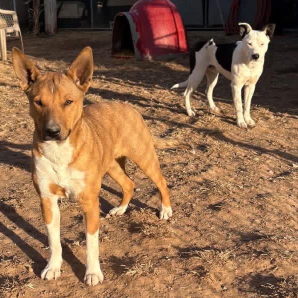 Collin, a Adoptable Cattle Dog in Sand Springs, OK image 6/6